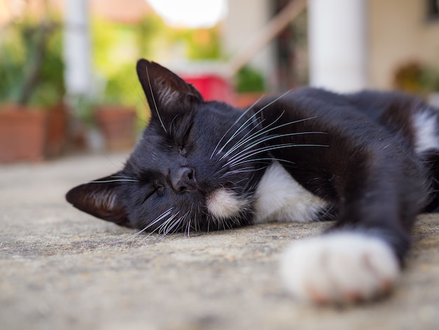 Nahaufnahmeaufnahme einer schwarzen Katze, die auf dem Boden schläft