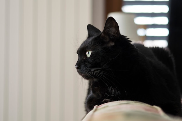Nahaufnahmeaufnahme einer schwarzen Katze in einem Raum