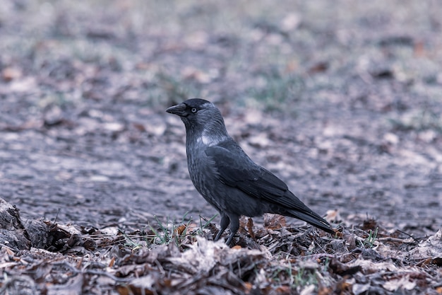 Nahaufnahmeaufnahme einer schwarzen Krähe, die auf dem Boden steht