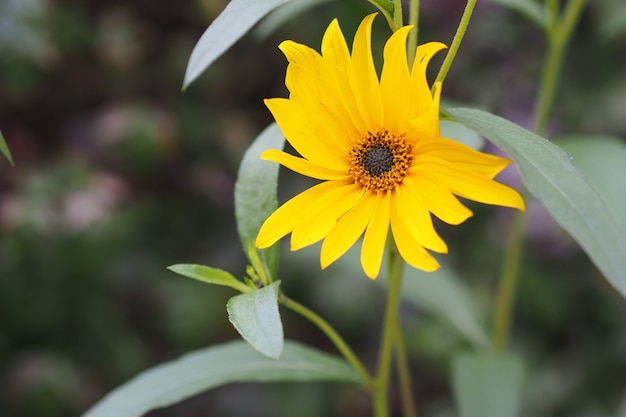 Nahaufnahmeaufnahme einer Sonnenblume, die in einem grünen Feld wächst