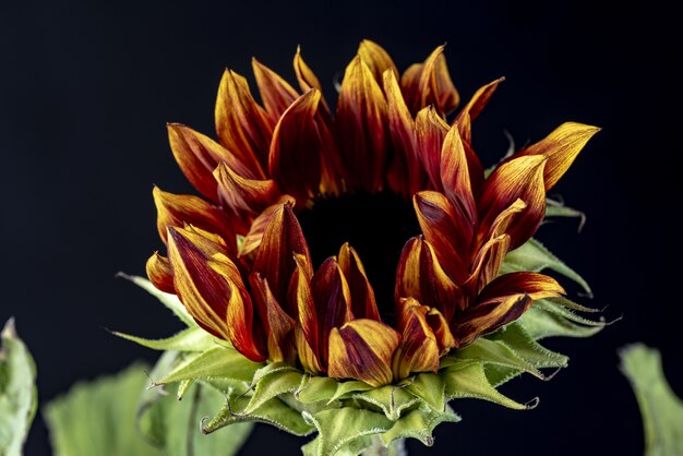 Nahaufnahmeaufnahme einer Sonnenblume in der Dunkelheit