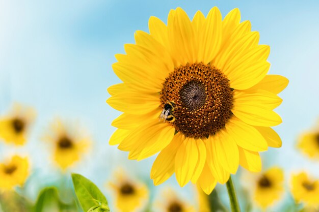 Nahaufnahmeaufnahme einer Sonnenblume mit einer Biene, die darauf sitzt