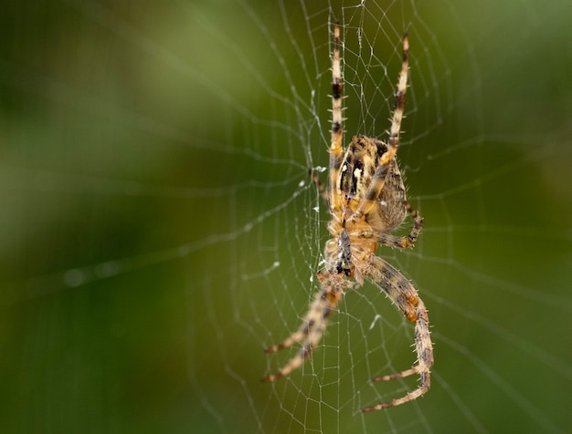 Nahaufnahmeaufnahme einer Spinne auf einem Spinnennetz