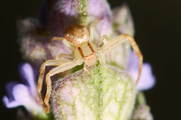 Nahaufnahmeaufnahme einer Spinne auf einer blühenden Pflanze vor einem schwarzen Hintergrund