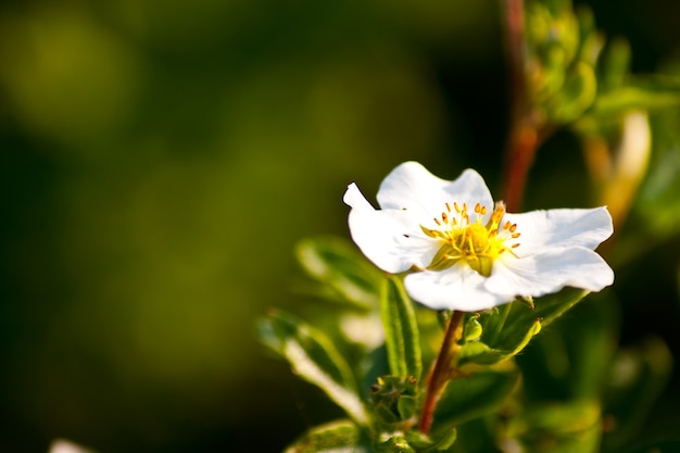 Nahaufnahmeaufnahme einer weißen Blume hinter einem grünen Hintergrund
