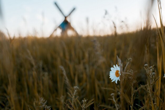 Nahaufnahmeaufnahme einer weißen Blume in einem Grasfeld mit einem verschwommenen Mann, der Kreuz im Hintergrund trägt