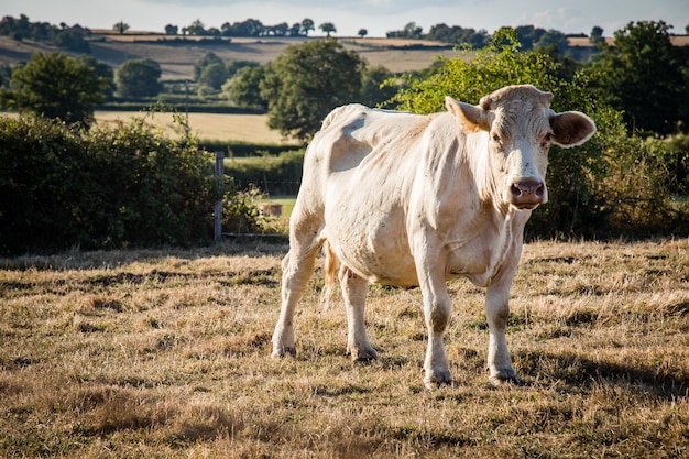 Nahaufnahmeaufnahme einer weißen Kuh, die in einer Wiese weidet, umgeben von einem Zaun