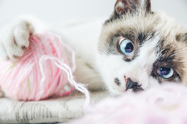 Nahaufnahmeaufnahme einer weißen und braunen Katze mit blauen Augen, die mit einem Faden spielen