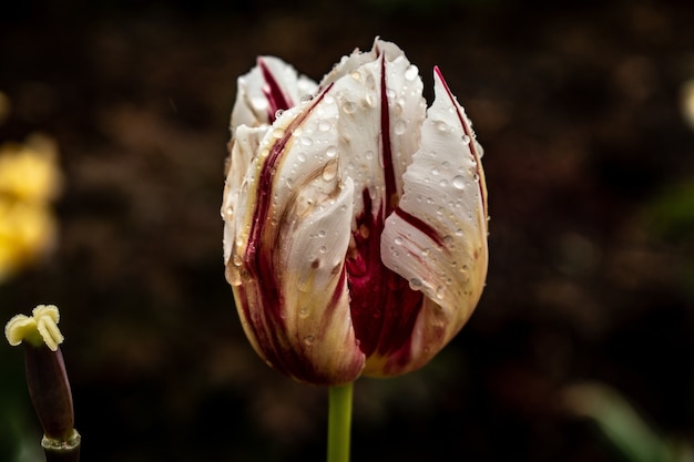 Nahaufnahmeaufnahme einer weißen und roten Tulpenblume, die mit Tautropfen bedeckt wird