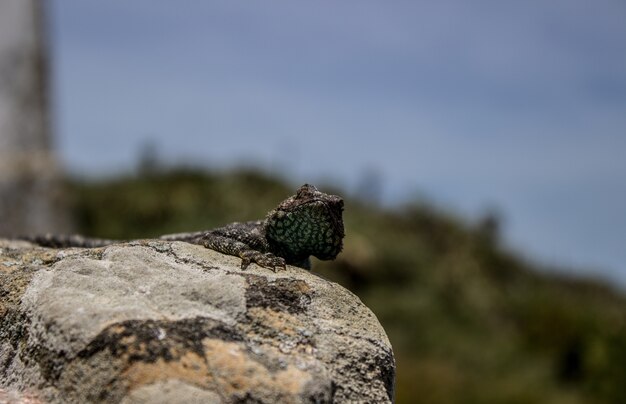 Nahaufnahmeaufnahme einer westlichen Zauneidechse, die auf einem Felsen sitzt