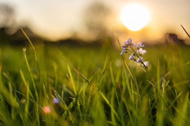 Nahaufnahmeaufnahme einer winzigen blume, die im frischen grünen gras mit einem unscharfen hintergrund wächst