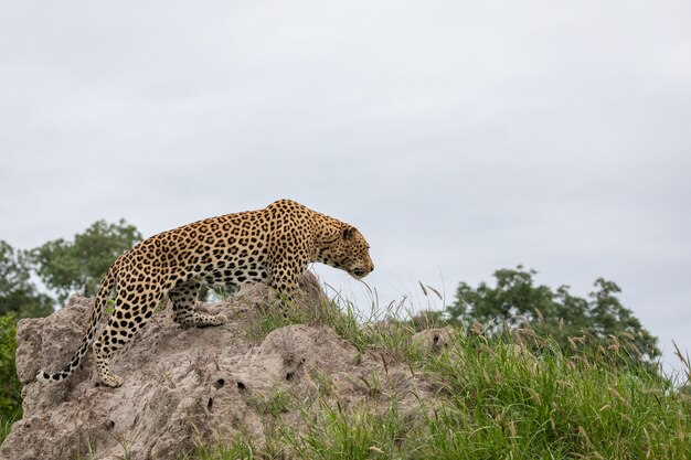 Nahaufnahmeaufnahme eines afrikanischen Leoparden, der auf dem Felsen mit dem grauen Himmel in der Ferne sitzt