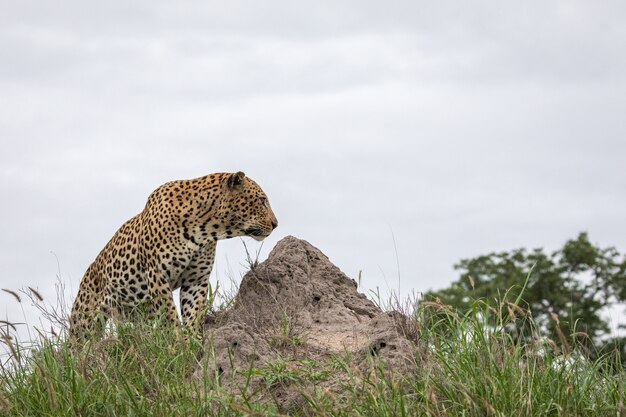 Nahaufnahmeaufnahme eines afrikanischen Leoparden, der auf dem Felsen mit dem grauen Himmel sitzt