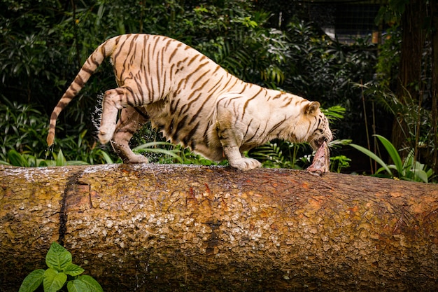 Nahaufnahmeaufnahme eines aggressiven Tigers, der durch ein Holzrohr mit einem Stück Fleisch im Mund läuft