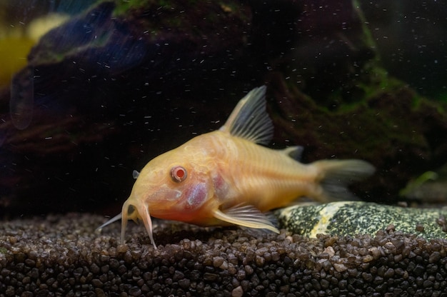 Nahaufnahmeaufnahme eines Albino-Corydoras-Aeneus-Fisches, der unter Wasser schwimmt