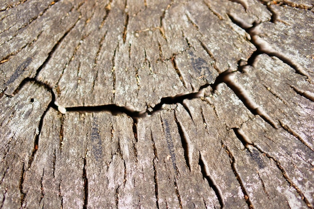 Nahaufnahmeaufnahme eines alten geschnittenen hölzernen baumes im wald