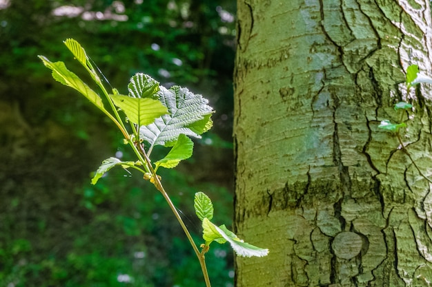 Nahaufnahmeaufnahme eines Astes mit grünen Blättern in einem Wald