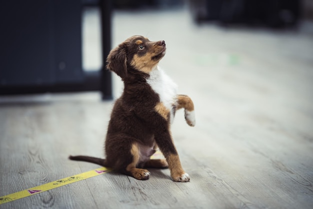 Nahaufnahmeaufnahme eines Australian Shepherd-Welpen, der auf einem Holzboden sitzt