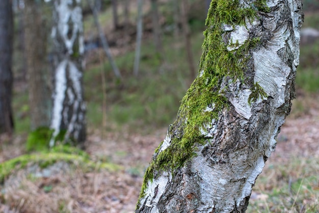 Nahaufnahmeaufnahme eines Baumes bedeckt mit Moos auf einem unscharfen Hintergrund