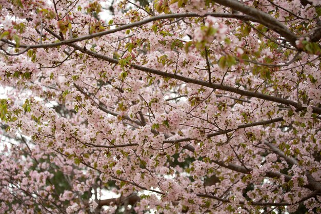 Nahaufnahmeaufnahme eines Baumes mit Blumen auf seinen Zweigen