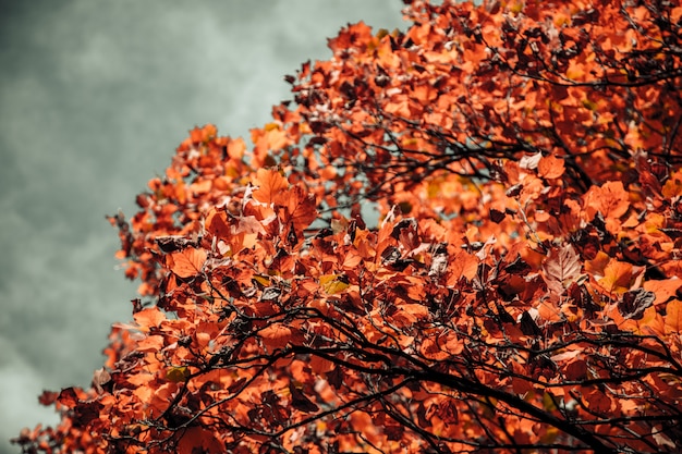 Nahaufnahmeaufnahme eines Baumes mit orange Blättern und einem unscharfen bewölkten Himmel im Hintergrund