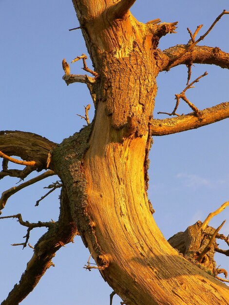 Nahaufnahmeaufnahme eines beschädigten Baumstammes mit bloßen Zweigen