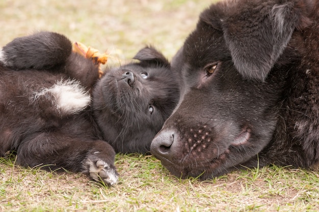 Nahaufnahmeaufnahme eines bhutanischen Sennenhundes, der auf dem Gras mit seinem Welpen liegt