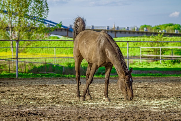 Nahaufnahmeaufnahme eines braunen Pferdes, das Gras mit Grün auf dem Hintergrund isst