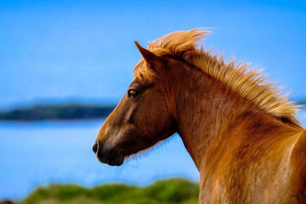 Nahaufnahmeaufnahme eines braunen Pferdes mit unscharfem natürlichem Hintergrund