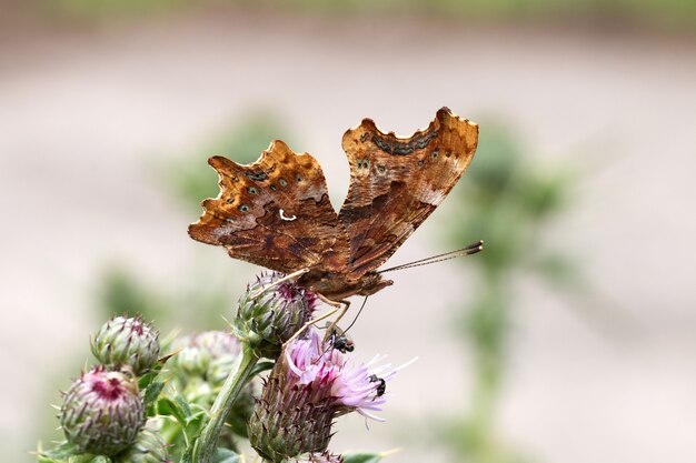 Nahaufnahmeaufnahme eines braunen Schmetterlings, der oben auf einer Blume steht