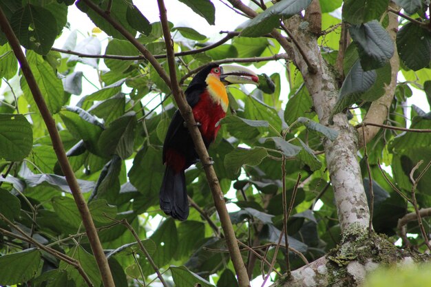 Nahaufnahmeaufnahme eines bunten niedlichen Tukanvogels, der auf einem Ast eines Baumes thront, der eine rote Beere isst