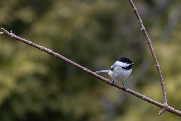 Nahaufnahmeaufnahme eines Carolina Chickadee, der auf einem Zweig ruht