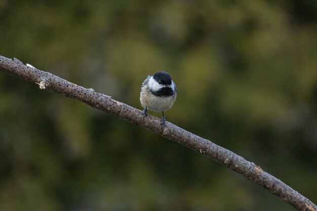 Nahaufnahmeaufnahme eines Carolina Chickadee, der auf Zweig ruht