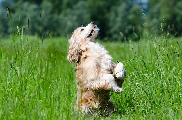 Nahaufnahmeaufnahme eines Cockerspanielhundes, der auf den zwei Pfoten im grünen Feld steht