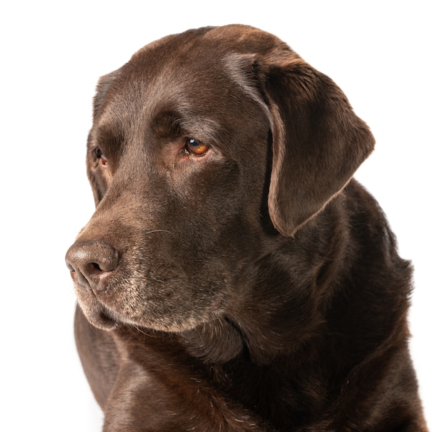 Nahaufnahmeaufnahme eines dunkelbraunen Labradors lokalisiert auf einem weißen Hintergrund