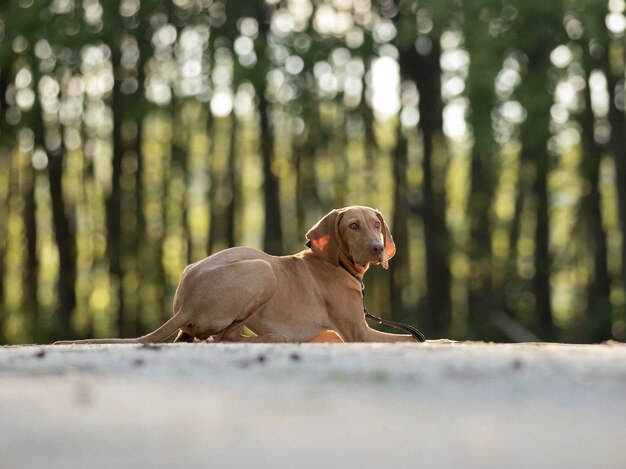 Nahaufnahmeaufnahme eines entzückenden braunen ungarischen Vizsla auf unscharfem Hintergrund