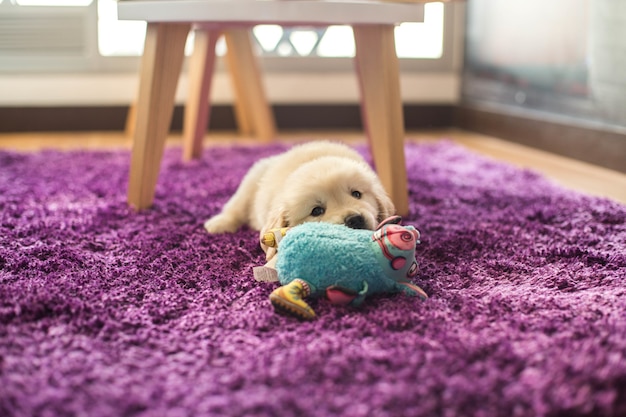 Nahaufnahmeaufnahme eines entzückenden kleinen goldenen Retrieverwelpen, der auf einem lila Teppich mit einem blauen Spielzeug liegt