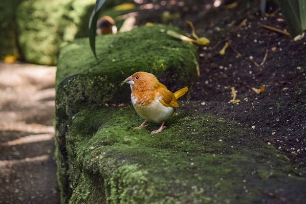 Nahaufnahmeaufnahme eines entzückenden Vogels auf einem Felsen, der mit Moos in einem Park bedeckt ist