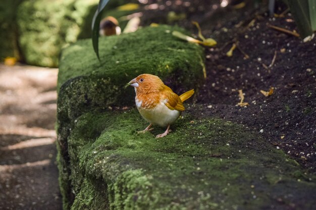 Nahaufnahmeaufnahme eines entzückenden Vogels auf einem Felsen, der mit Moos in einem Park bedeckt ist