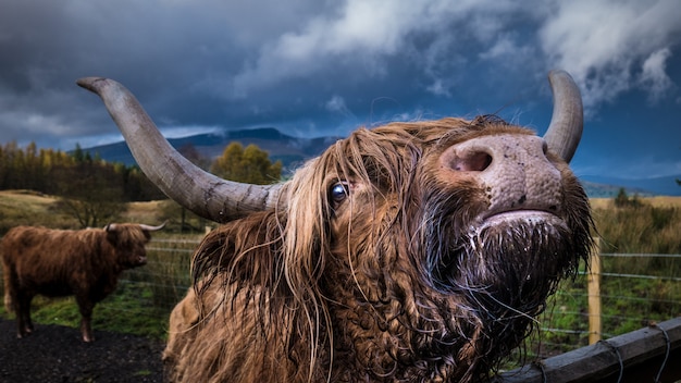 Nahaufnahmeaufnahme eines erwachsenen häuslichen Yaks, der die Kamera mit einem anderen Yak betrachtet