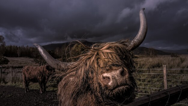 Nahaufnahmeaufnahme eines erwachsenen Yaks hinter einem Holzzaun in einer Scheune in der Nacht