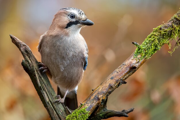 Nahaufnahmeaufnahme eines eurasischen Jay, der auf einem Zweig sitzt