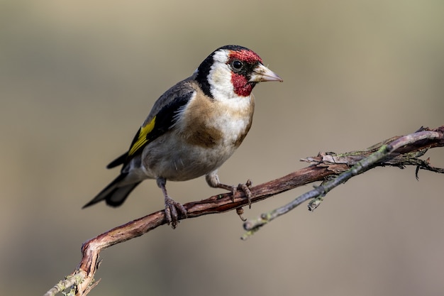 Nahaufnahmeaufnahme eines exotischen Vogels, der auf dem kleinen Ast eines Baumes ruht