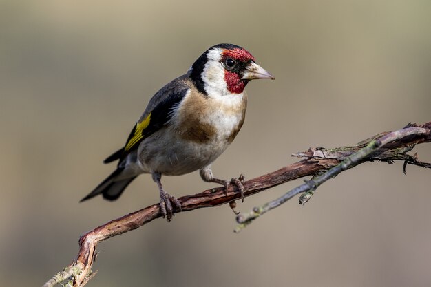 Nahaufnahmeaufnahme eines exotischen Vogels, der auf dem kleinen Ast eines Baumes ruht