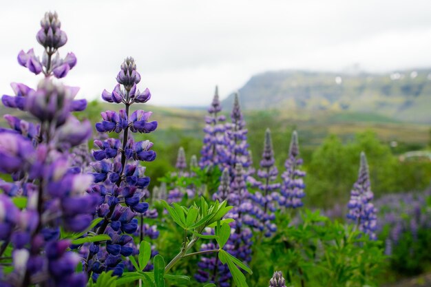 Nahaufnahmeaufnahme eines Feldes der purpurnen englischen Lavendelblumen auf einem unscharfen Hintergrund