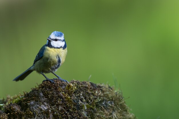 Nahaufnahmeaufnahme eines Fliegenfängervogels mit bunten Federn auf einem Felsen, der mit Moos bedeckt ist