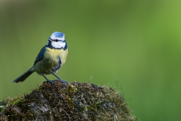 Nahaufnahmeaufnahme eines Fliegenfängervogels mit bunten Federn auf einem Felsen, der mit Moos bedeckt ist