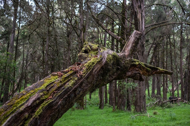 Nahaufnahmeaufnahme eines gebrochenen moosbedeckten Baumes in der Mitte des Dschungels, der in Mount Kenya gefangen genommen wird