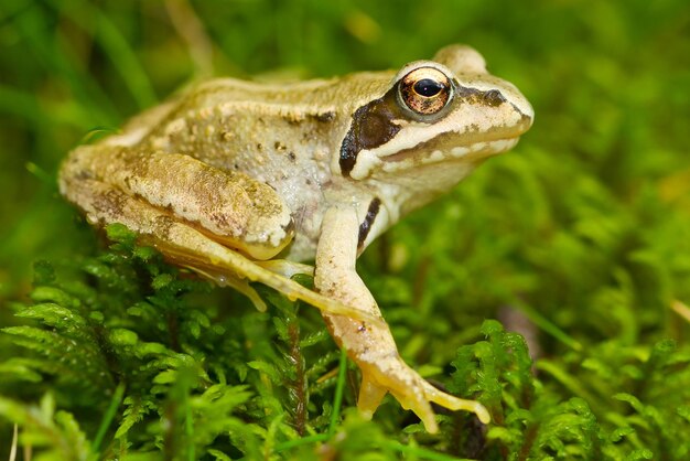 Nahaufnahmeaufnahme eines gelben Grasfrosches