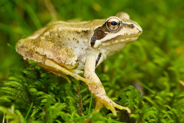 Nahaufnahmeaufnahme eines gelben Grasfrosches